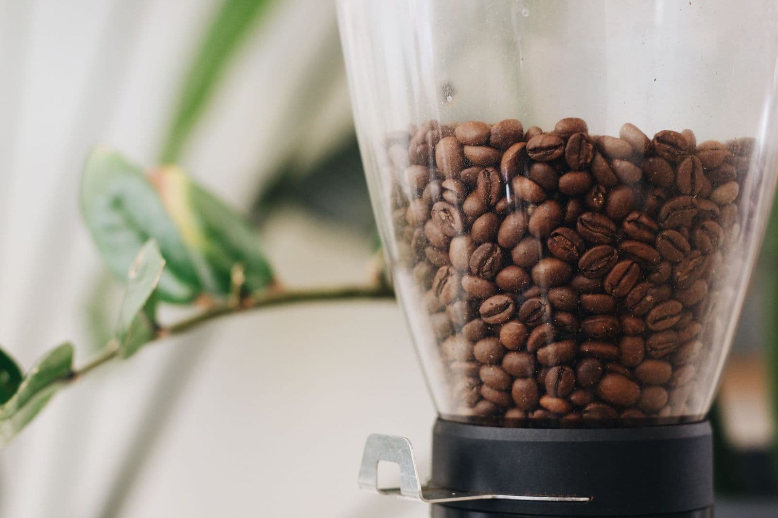 Coffee beans in a grinder hopper